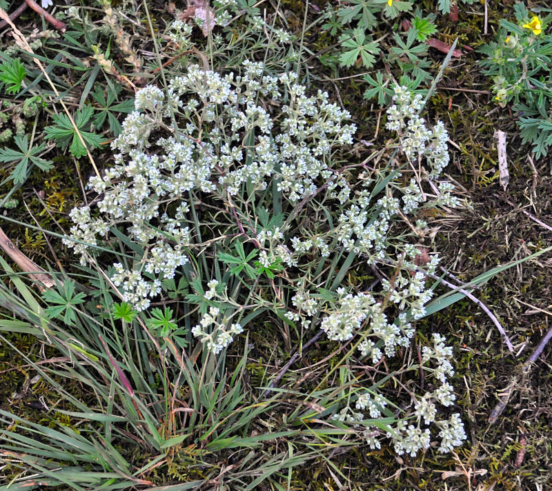 Изображение особи Scleranthus perennis.