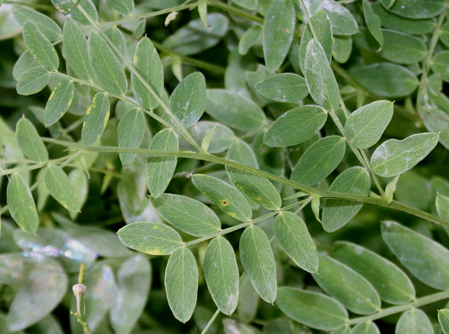 Image of Lathyrus niger specimen.