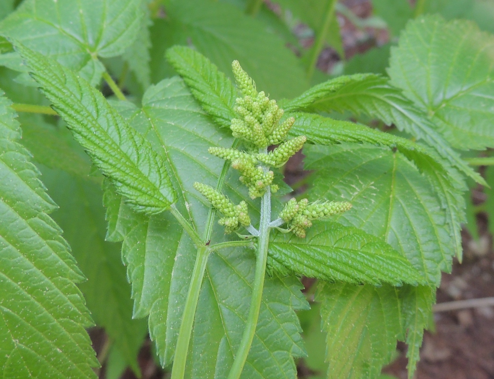 Image of Aruncus dioicus specimen.