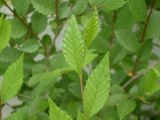 Ulmus pumila