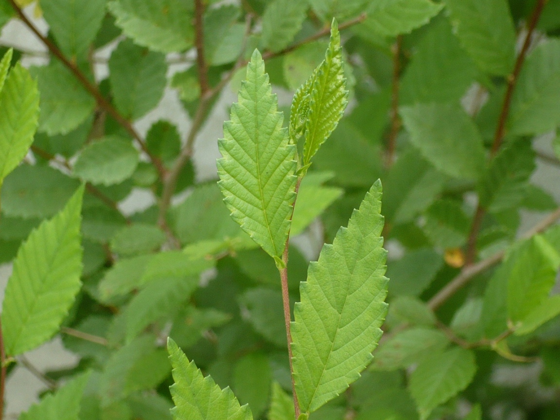 Изображение особи Ulmus pumila.