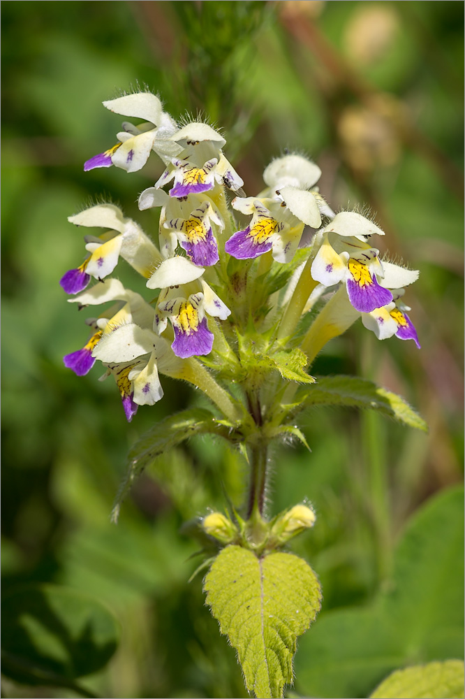 Изображение особи Galeopsis speciosa.