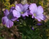 Linum hypericifolium. Соцветие. Адыгея, Лагонаки, плато Абадзеш-Мурзикал, 1800 м н.у.м., субальпика. 12.07.2014.