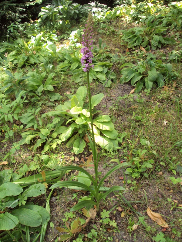 Image of Gymnadenia conopsea specimen.