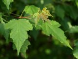 Acer ginnala