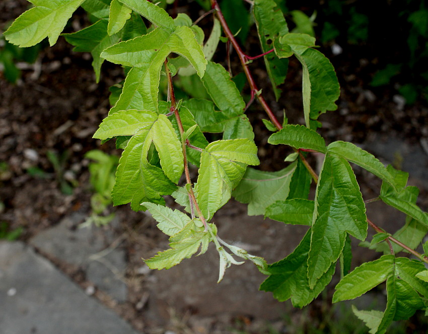 Изображение особи Malus toringo.