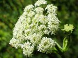 Heracleum dissectum