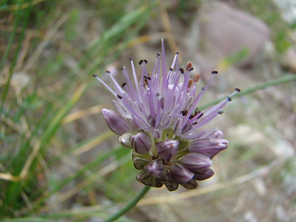 Image of Allium kaschianum specimen.