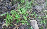 Selaginella douglasii