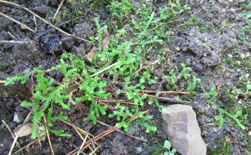 Изображение особи Selaginella douglasii.