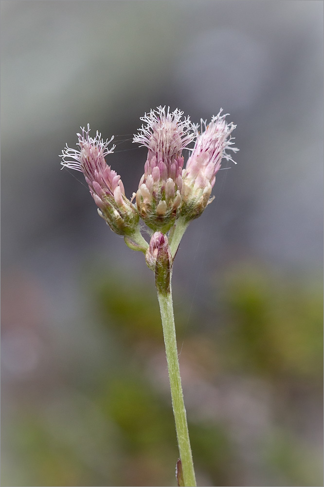 Image of Antennaria dioica specimen.