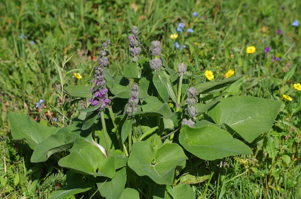 Изображение особи Phlomoides oreophila.