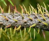 Cunninghamia lanceolata