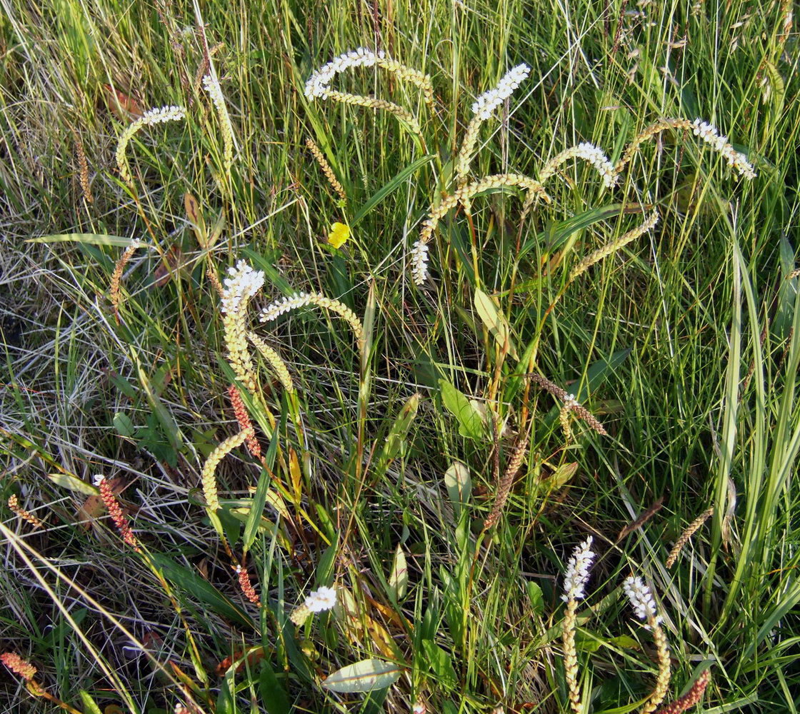 Image of Bistorta vivipara specimen.