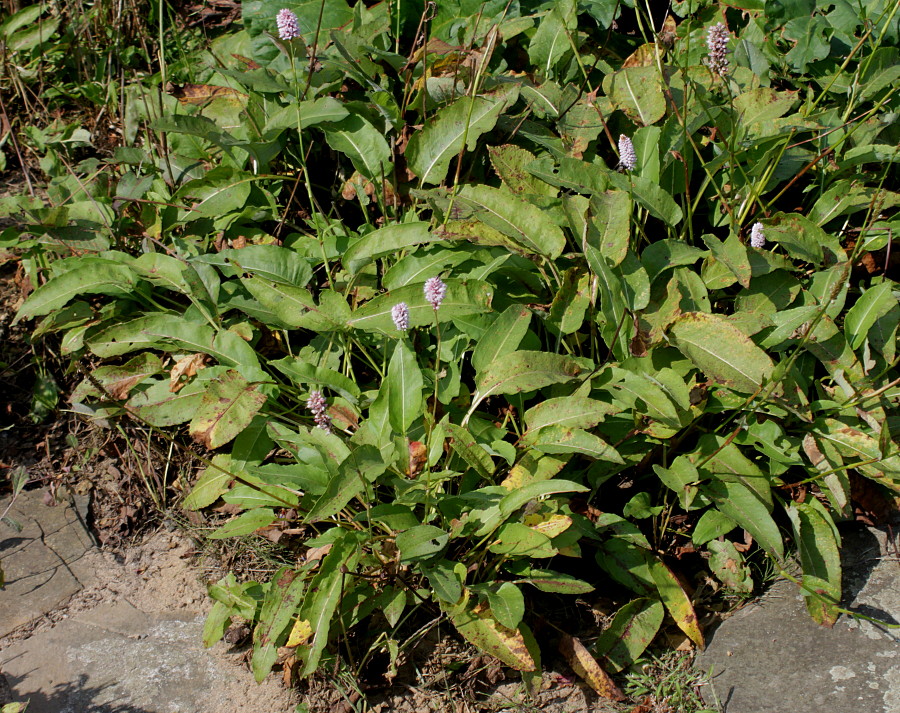 Изображение особи Bistorta officinalis.