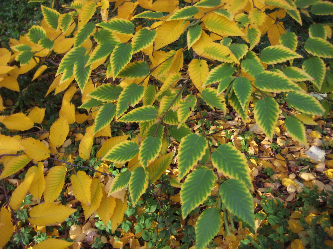 Image of Betula lenta specimen.