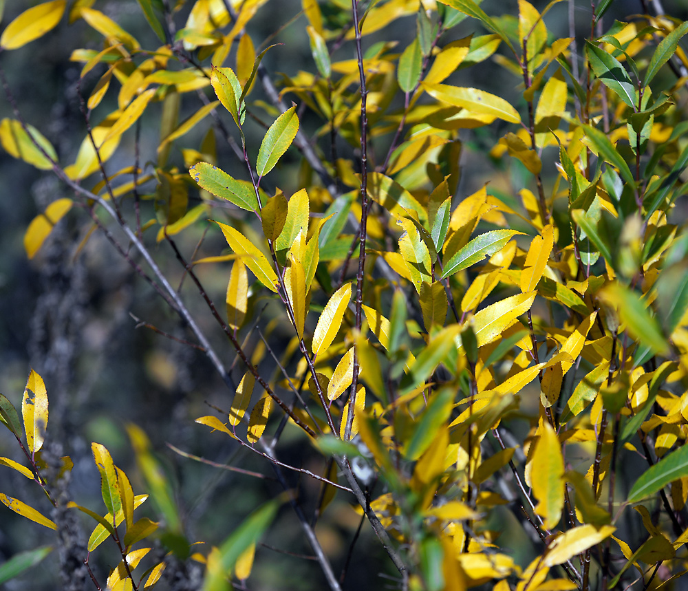 Image of genus Salix specimen.