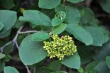 Viburnum lantana. Верхушка побега с незрелыми плодами. Карачаево-Черкесия, окрестности города Теберда, долина р. Бадук. 01.08.2014.