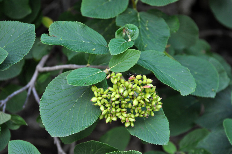 Изображение особи Viburnum lantana.