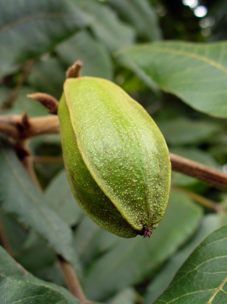 Изображение особи Carya illinoinensis.