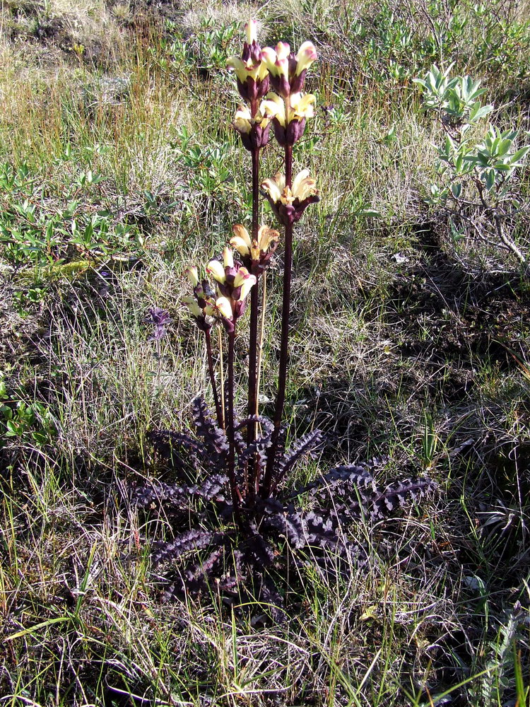 Изображение особи Pedicularis sceptrum-carolinum.