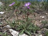 Geranium tuberosum