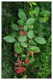 Rubus sanctus. Побег с плодами. Республика Абхазия, г. Сухум. 18.08.2009.