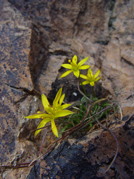 Изображение особи Gagea bulbifera.