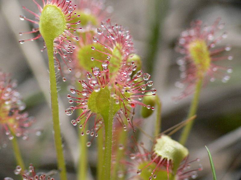 Изображение особи Drosera rotundifolia.