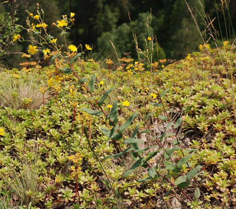 Изображение особи Hieracium virosum.