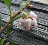 Arctostaphylos uva-ursi. Верхушка побега с соцветием. Респ. Коми, окрестности Сыктывкара, сосновый бор-беломошник. 30.05.2008.