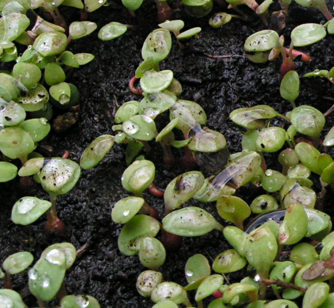 Image of Rhodiola rosea specimen.