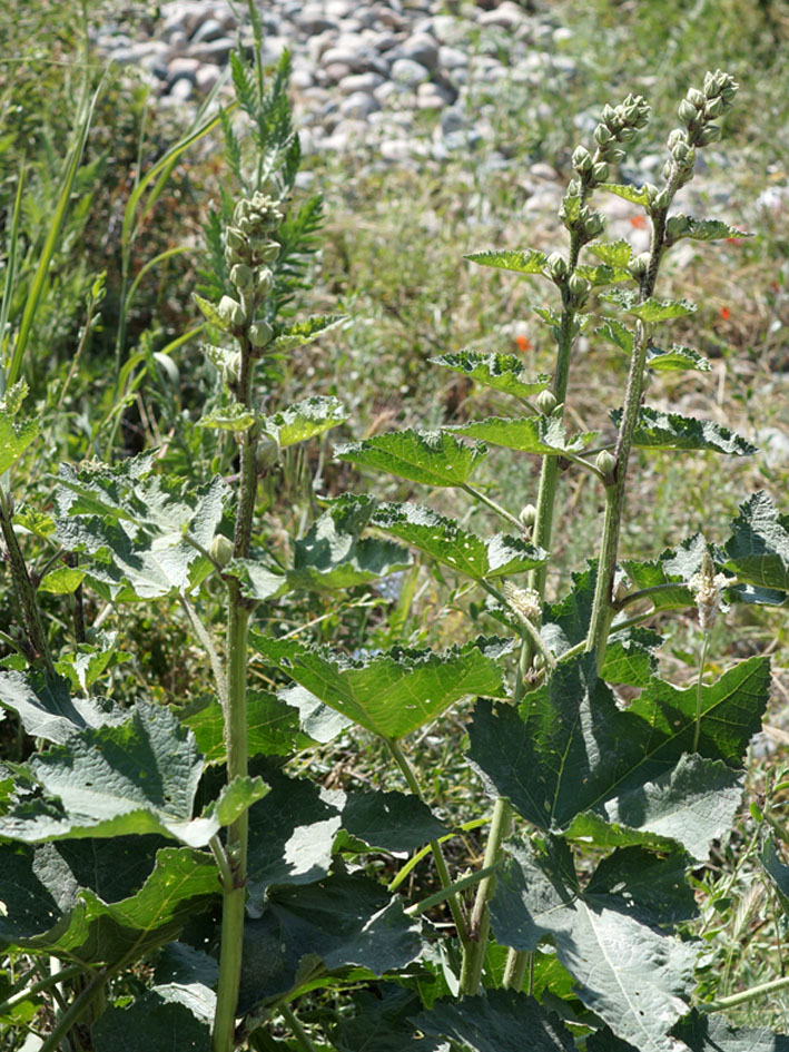 Image of Alcea nudiflora specimen.