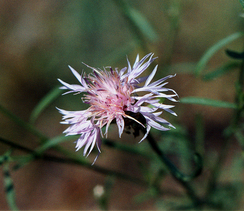 Image of Centaurea protogerberi specimen.