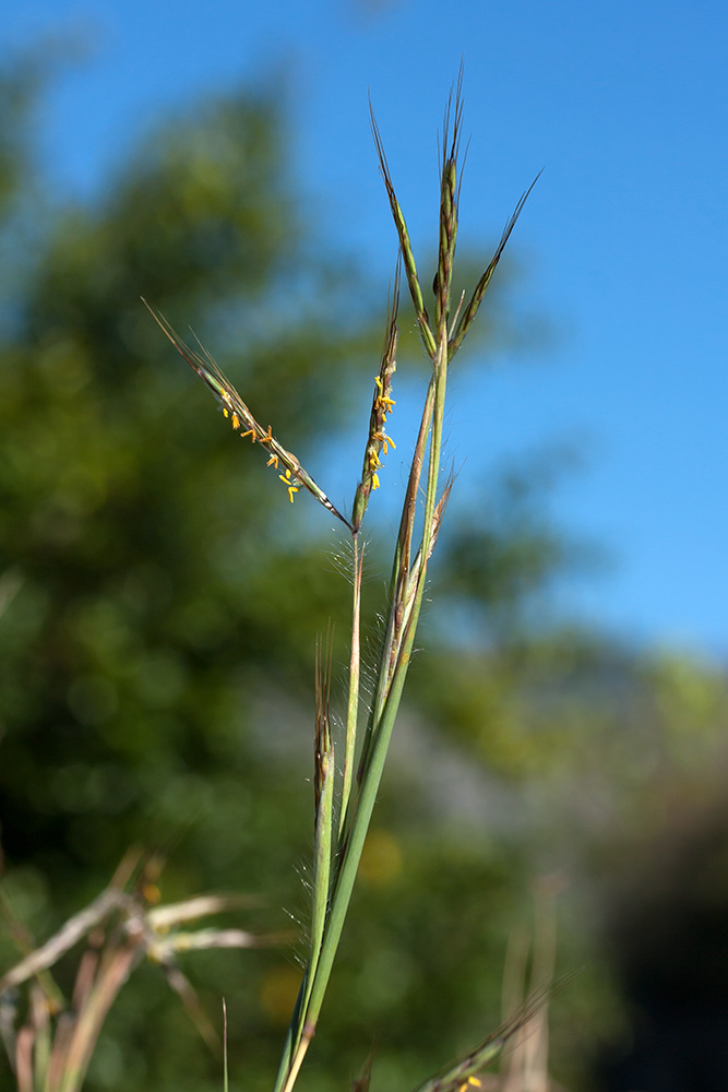 Image of Hyparrhenia hirta specimen.