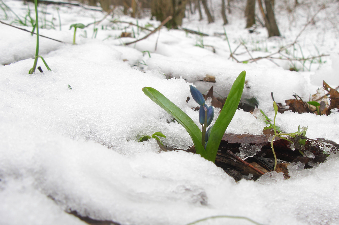 Изображение особи Scilla siberica.