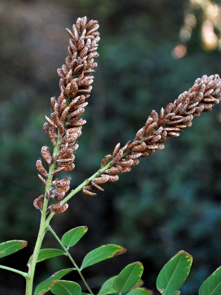 Изображение особи Amorpha fruticosa.