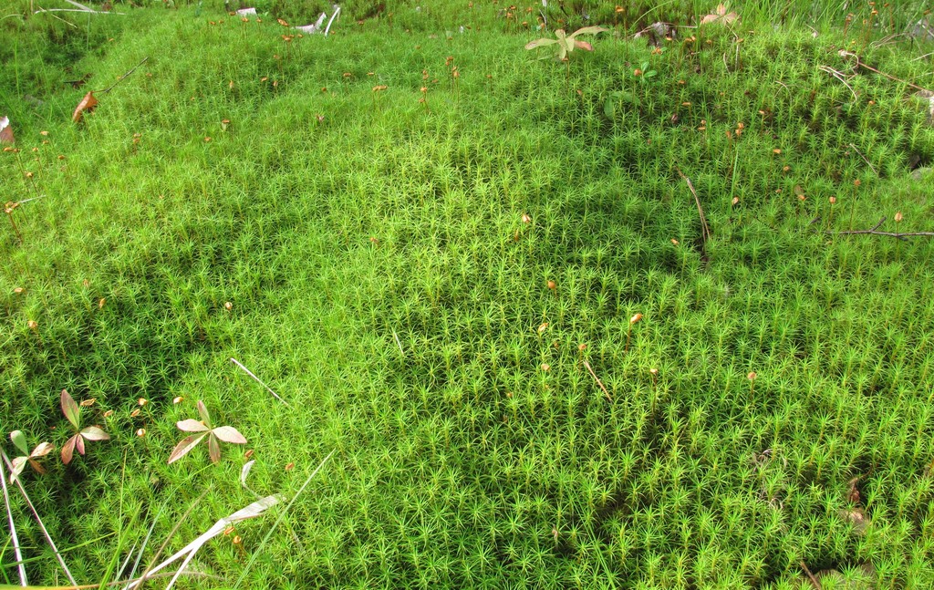 Изображение особи Polytrichum commune.