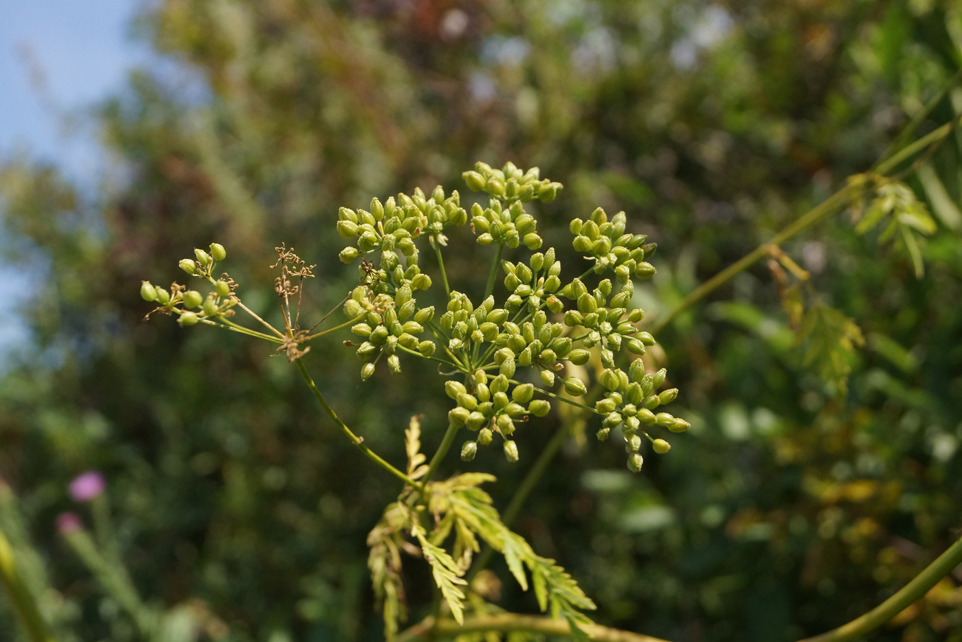 Изображение особи Conium maculatum.