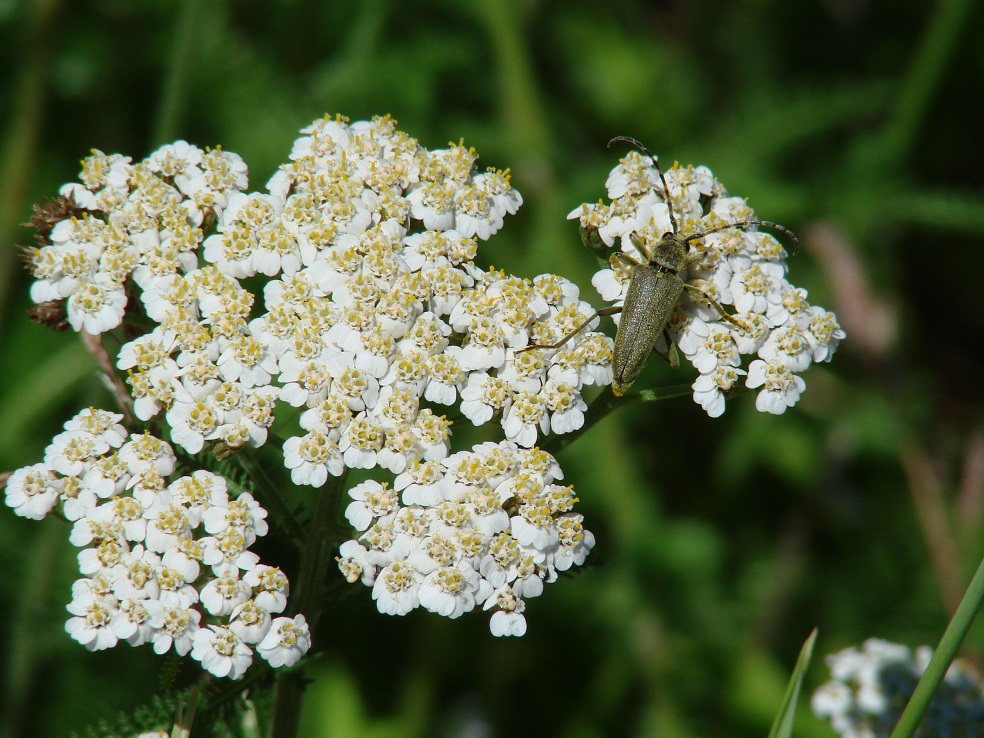 Изображение особи Achillea millefolium.