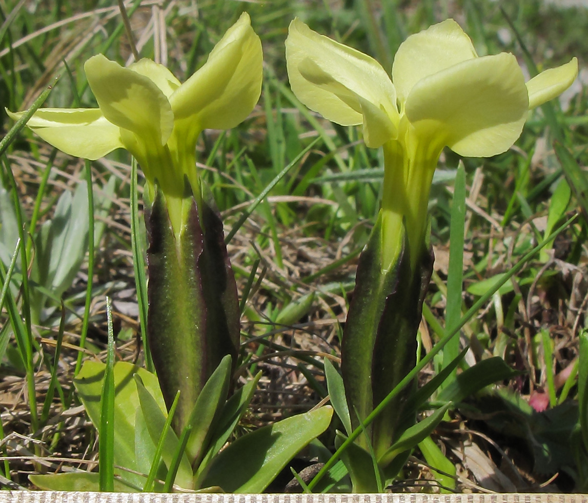 Image of Gentiana oschtenica specimen.