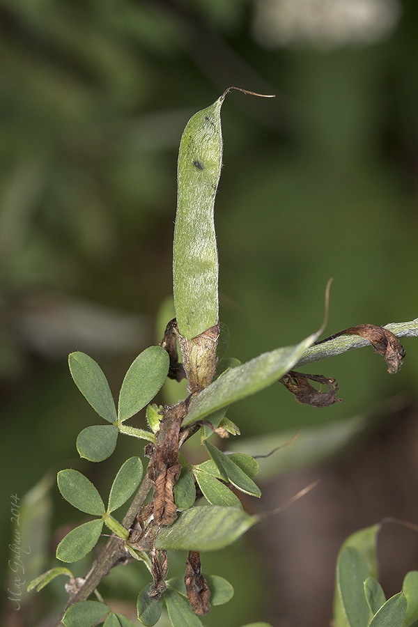 Изображение особи Chamaecytisus ruthenicus.