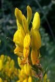 Genista tinctoria. Верхушка соцветия. Челябинская обл., окр. г. Челябинск, Золотая горка, разнотравная поляна в берёзовом лесу. 30.06.2014.