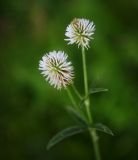 Trifolium montanum