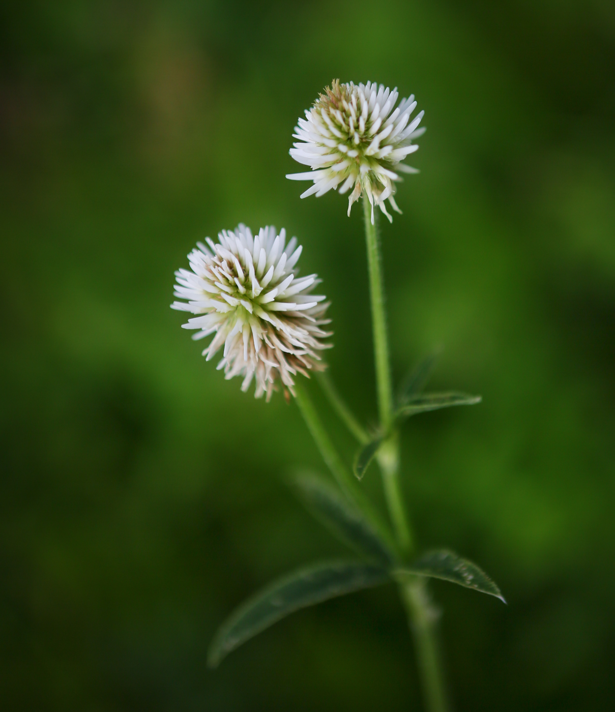 Image of Trifolium montanum specimen.