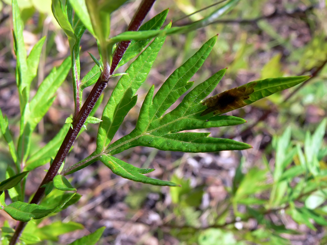 Image of Artemisia vulgaris specimen.