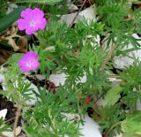 Geranium sanguineum