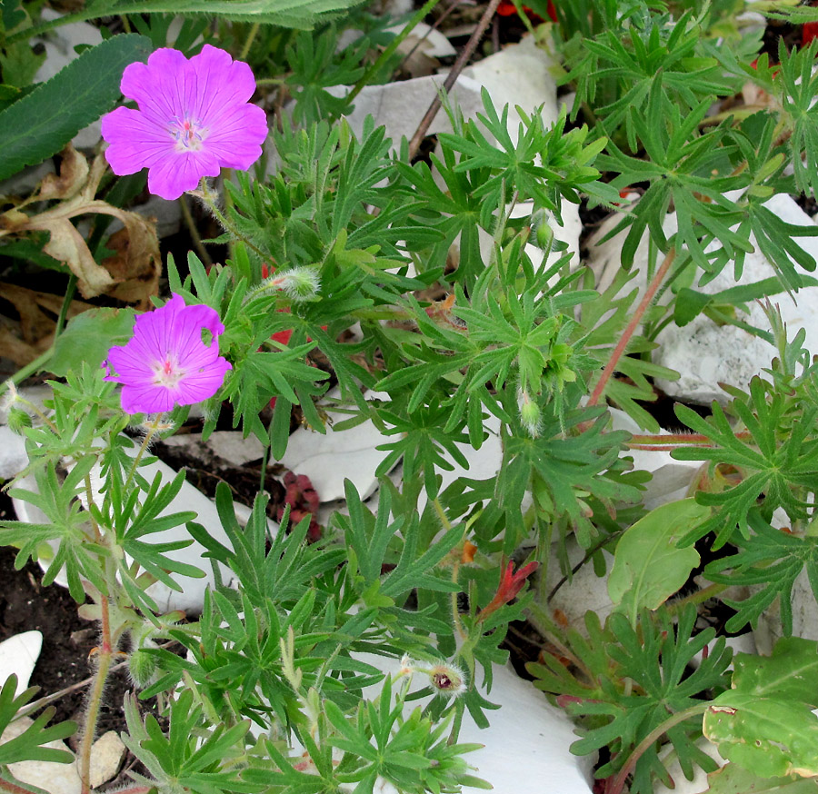 Image of Geranium sanguineum specimen.