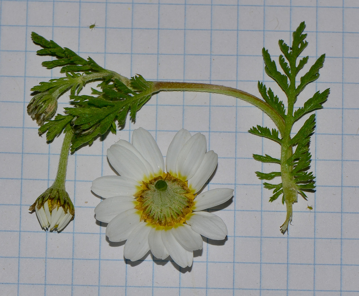 Image of Anthemis pseudocotula specimen.