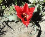 Tulipa botschantzevae